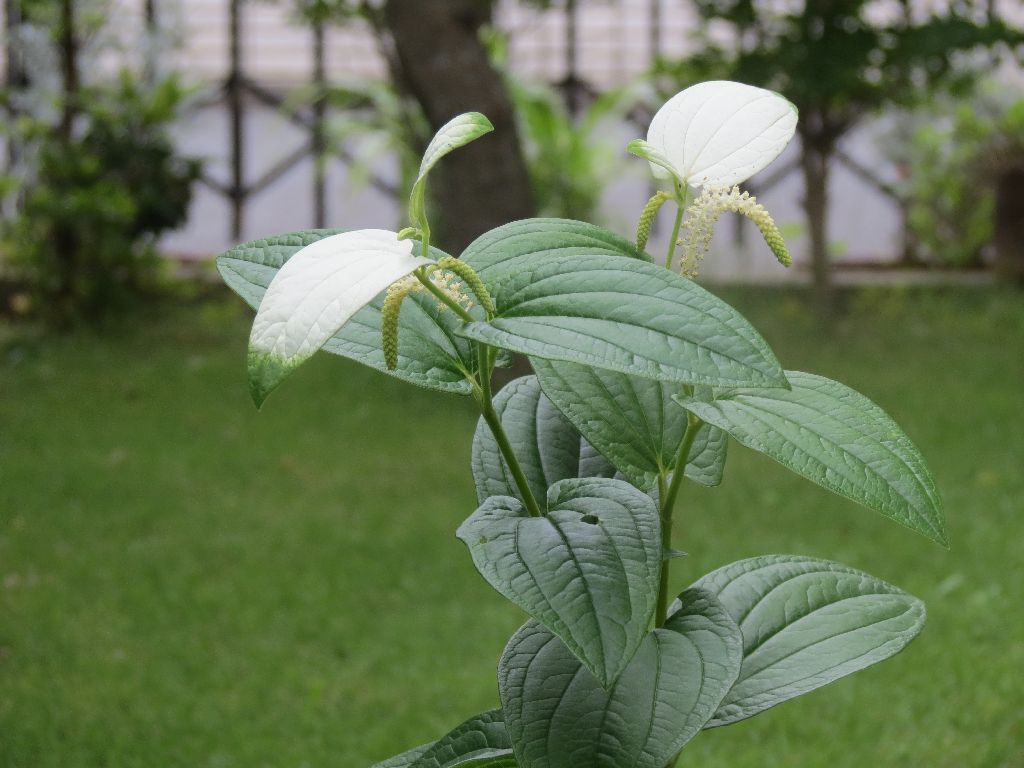 Hangeshou